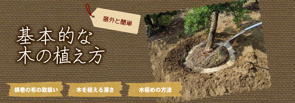 基本的な木の植え方