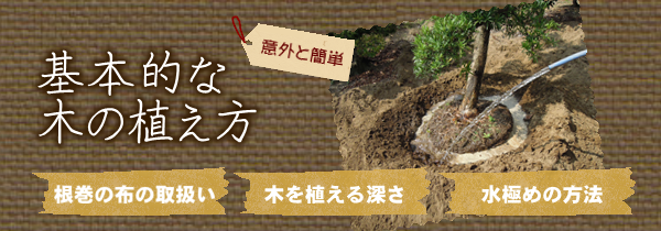 基本的な木の植え方