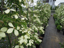 個人邸向けサイズの植木を多く取り揃えております。