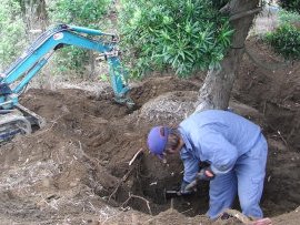 農場にある大型植木は、大切に掘り上げて、お客様にお届け致します。