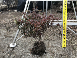サツキ植込み用