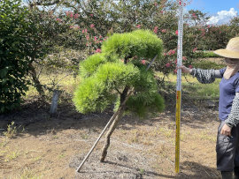 天目松