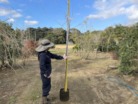 河津桜