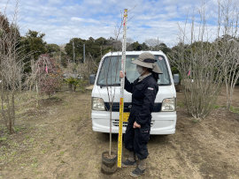 桜 染井吉野