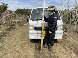桜 白妙桜
